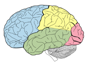  Brain image